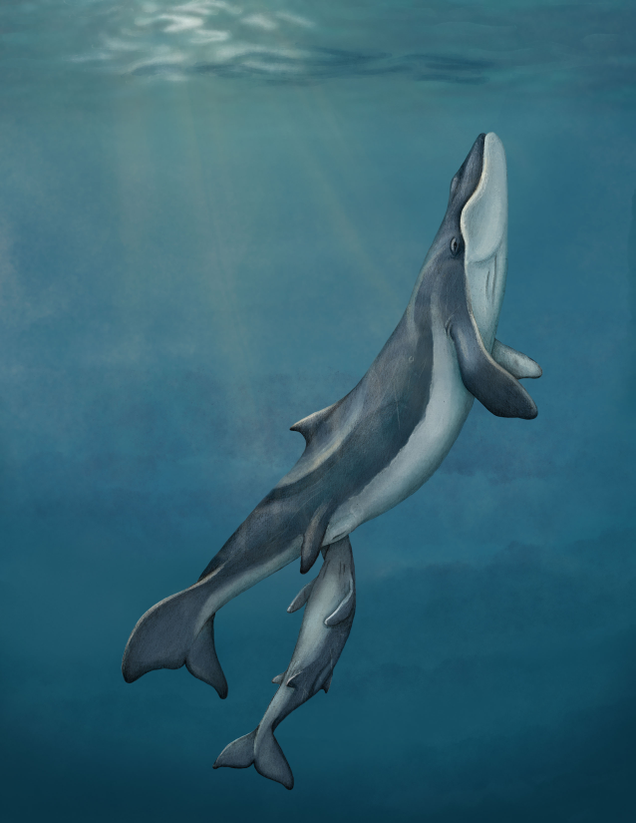 Artist’s impression of Maiabalaena nesbittae with calf.